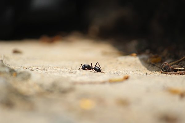 小螞蟻在小男孩的引領下找到了蟻群。示意圖。(pixabay)