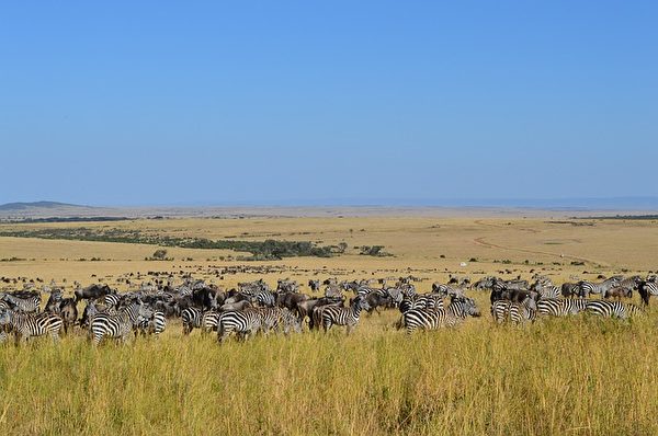马赛马拉国家公园，位于肯亚，是世界上最著名的野生动物保护区。(Lafesta/CC/Pixabay)