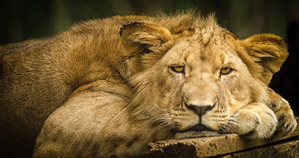 休息中的狮子。（pixabay）