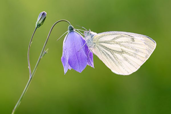 若你是只白蝴蝶，会停在那一种颜色的花上咧？(pixabay)