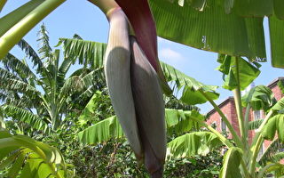 王先強：香蕉莖心與花蕊