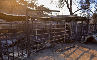 南加州大火肆虐 近70匹純種馬葬身火海