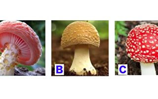 小测试：这些年你有多委屈 选个蘑菇就知道