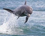 海豚也有阿兹海默症？科学家揭失智一大原因