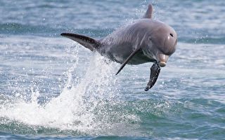 海豚現身阿德萊德河口 上演「海豚秀」