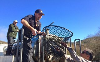 挽救濒危物种 加州渔猎局放生三文鱼