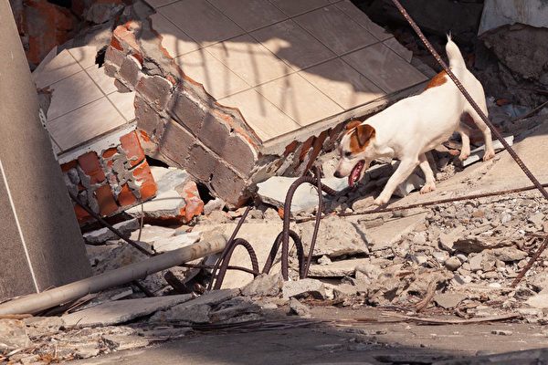 台搜救犬队获国际肯定 成立源起921大地震