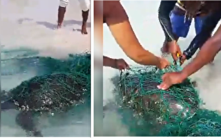 海龜們身陷漁網在岸邊掙扎 好心人協助脫困讓人好感動