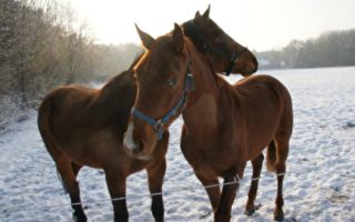 雪后 两匹马的“荒唐”表现让数百万网友热传