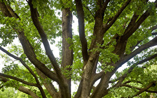 熱門英國心理測試：大樹上21個位置 你選哪？