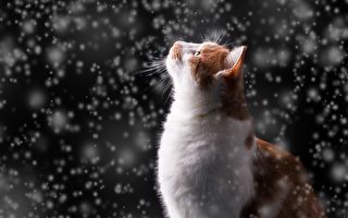 雪地里猫咪向大叔“问路” 心有灵犀结局温馨