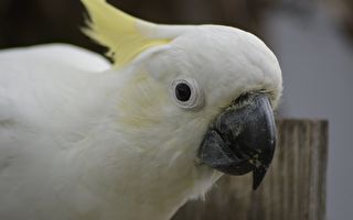 白鹦鹉竟模仿另一种动物的声音 听了让人笑倒