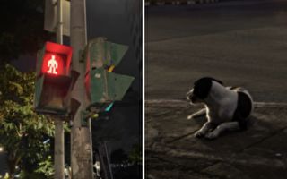 狗狗和人一起站在路口等红灯 下一秒发生的事 让人目瞪口呆！