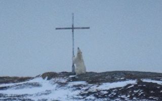 北极熊和逃跑的猪在“祈祷”？