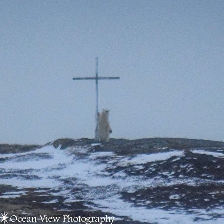 北極熊和逃跑的豬在「祈禱」？
