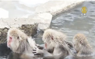 日本雪猴泡溫泉 心滿意足超幸福