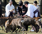 日本奈良鹿攻擊遊客事件暴增 中國人占八成