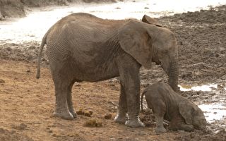 象寶寶摔倒在地 怎麼也起不來 大象爸媽的表現 讓人叫絕