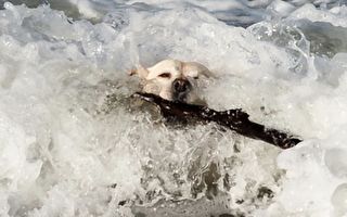 狗狗在湍急洪水中驚險求生 眼看就要滅頂時 他出現了