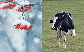 奶牛也喜欢初雪 它好奇感受雪的味道竟是这样做…模样超萌啊！