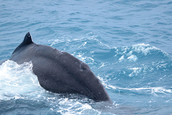 花莲海洋调查志工出海 巧遇30只伪虎鲸家族