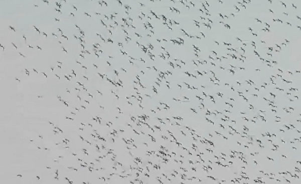 台灣雲林上空罕見成群候鳥過境 有如龍舞天空