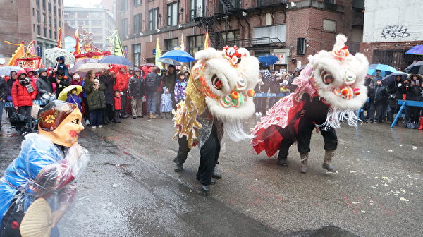 华埠传统舞狮迎春风雨助阵