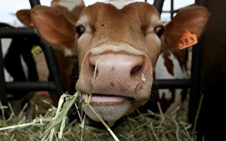 改變牛腸道細菌可增肉量減污染