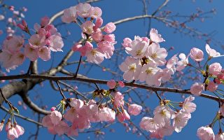 春天到了！日本气象厅宣布东京樱花季开始