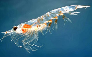 磷虾将微塑料当“美食 ” 或解海洋污染难题