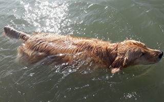 黃金犬一頭扎進海中 救鹿寶寶上岸 下一幕超意外