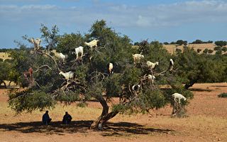 一群山羊爬上了大樹 後面藏著一個想不到的祕密