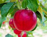 日本老人种出不腐苹果 引出健康的秘诀