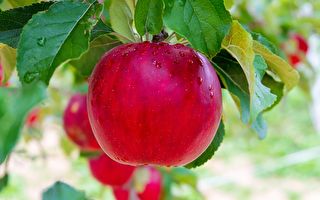 日本老人种出不腐苹果 引出健康的秘诀