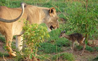 母狮与羚羊宝宝“亲子互动” 摄影师连忙抓相机
