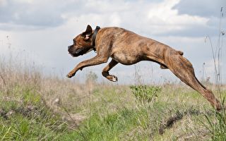 狗狗训练有素 狂奔后一跃而起 接下来的动作 让人直呼太惊艳了！