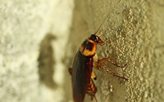 蟑螂的生存能力再次说明进化论不合理