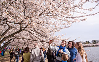 组图：美国首都华盛顿樱花盛开 游人如织
