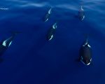 罕見6隻虎鯨徜游大海 攝影師：終生難忘