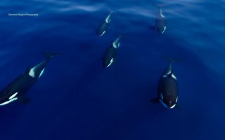 罕見6隻虎鯨徜游大海 攝影師：終生難忘