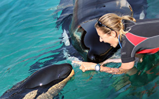 加国通过立法 将禁止圈养鲸鱼海豚