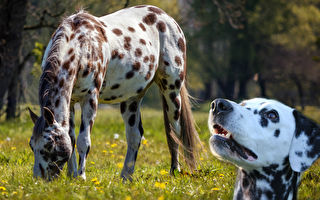 小斑点狗看到斑点马跑过去 做的事超好笑