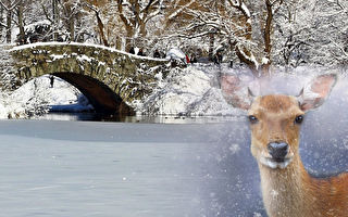 鹿陷冰湖 人们想揪住耳朵救它 结果超暖心
