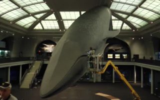 美國自然歷史博物館 超大藍鯨「洗澡」