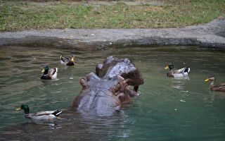 河马帮鸭帮到底 小鸭掉到水池里 无法到岸上和妈妈会合 河马这样帮它……好温馨喔！
