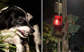 狗狗站在路口等紅燈 下一秒發生的事 讓人目瞪口呆！
