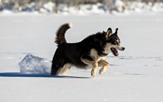 小狗突然狂叫 原來是一隻巨大動物困在冰湖裡