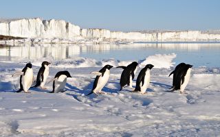 卫星拍到危险群岛铺满“芝麻粒” 南极企鹅数量翻一倍