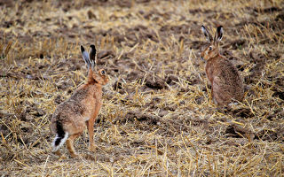 兩隻兔兔站在路上互相揮拳 牠們竟然在「打架」？