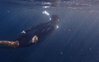 鲸鱼“报恩” 从鲨鱼口边救下海洋学家